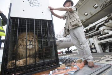 2_Simba arriva a Nairobi.jpg